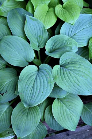 Blue Perfection Hosta