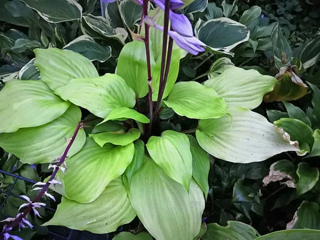 German Yellow Dragon Hosta