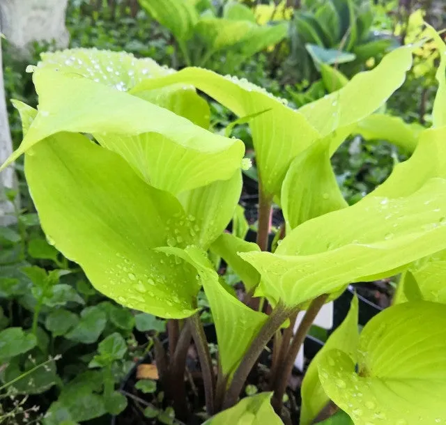 German Yellow Dragon Hosta