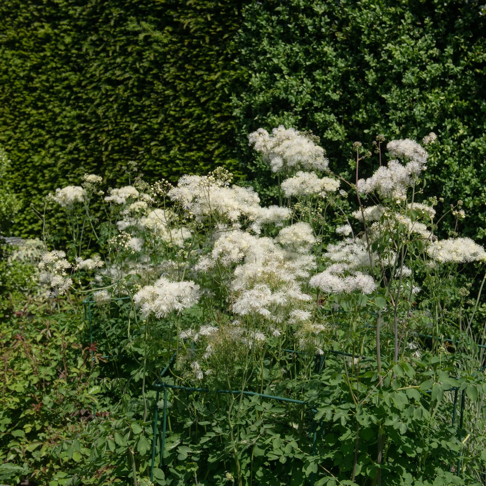 Thalictrum 'Alba' 2L